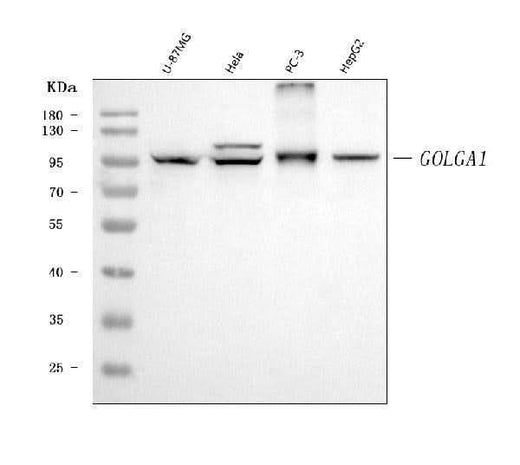 Anti-Golgin 97/GOLGA1 Antibody Picoband® (monoclonal, 8E4H1 Boster Bio