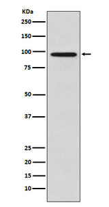 Anti-Golgin 97 GOLGA1 Monoclonal Antibody Boster Bio