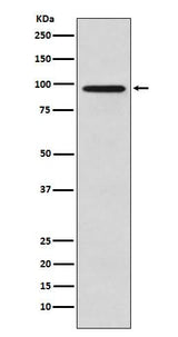 Anti-Golgin 97 GOLGA1 Monoclonal Antibody Boster Bio