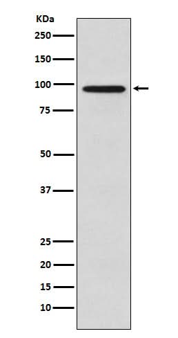 Anti-Golgin 97 GOLGA1 Monoclonal Antibody Boster Bio