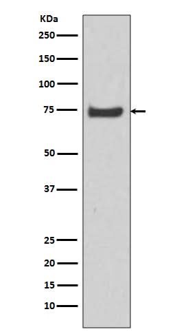 Anti-HSPA12A Rabbit Monoclonal Antibody Boster Bio