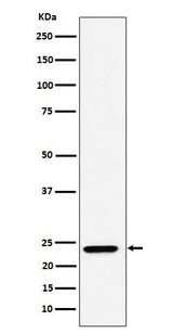 Anti-DNAJC12 Rabbit Monoclonal Antibody Boster Bio