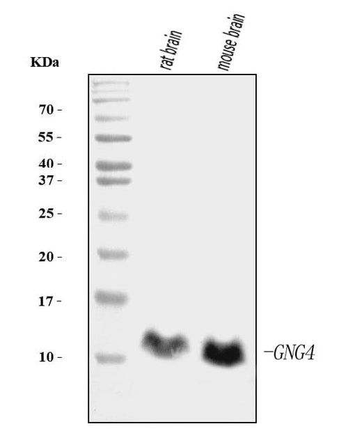 Anti-GNG4 Antibody Picoband® (monoclonal, 7B6 Boster Bio