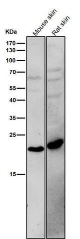 Anti-BCL2L15 Rabbit Monoclonal Antibody Boster Bio