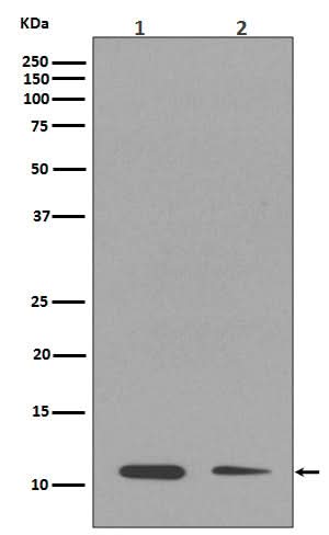 Anti-Histone H4 (mono methyl K16) HIST1H4A Rabbit Monoclonal Antibody Boster Bio