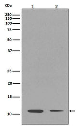 Anti-Histone H4 (mono methyl K16) HIST1H4A Rabbit Monoclonal Antibody Boster Bio