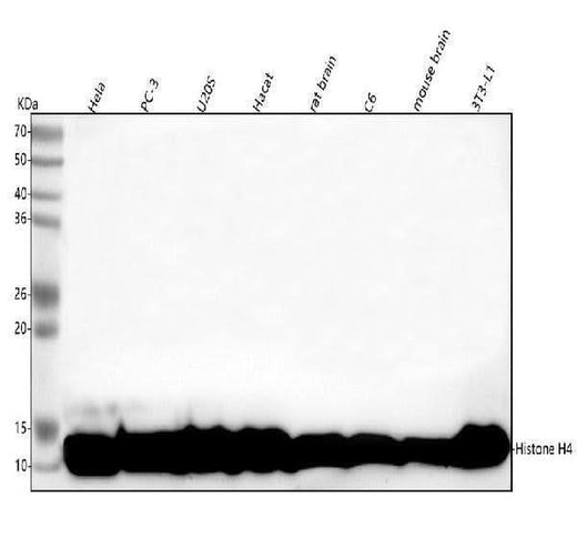 Anti-Histone H4 HIST1H4A Rabbit Monoclonal Antibody Boster Bio