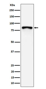 Anti-MS4A14 Rabbit Monoclonal Antibody Boster Bio