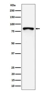 Anti-MS4A14 Rabbit Monoclonal Antibody Boster Bio