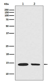 Anti-Histone H2A (hydroxyl Y39) HIST1H2AB Rabbit Monoclonal Antibody Boster Bio