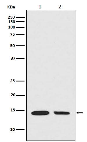 Anti-Histone H2A (hydroxyl Y39) HIST1H2AB Rabbit Monoclonal Antibody Boster Bio