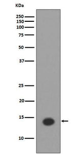 Anti-Histone H2A (acetyl K9) HIST1H2AB Monoclonal Antibody Boster Bio