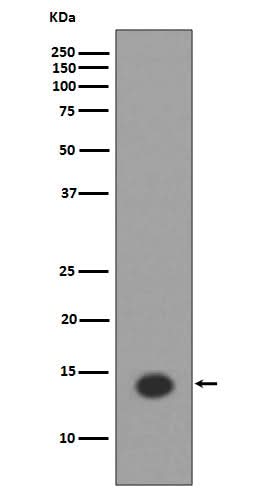 Anti-Histone H2A (acetyl K9) HIST1H2AB Monoclonal Antibody Boster Bio