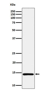 Anti-Histone H2A (mono methyl K118) Rabbit Monoclonal Antibody Boster Bio