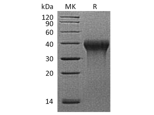 > 95 % as determined by reducing SDS-PAGE.