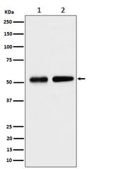 Anti-Septin 8 Rabbit Monoclonal Antibody Boster Bio