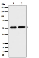 Anti-Septin 8 Rabbit Monoclonal Antibody Boster Bio