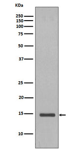 Anti-Histone H2B (yeast) HIST1H2BC Rabbit Monoclonal Antibody Boster Bio