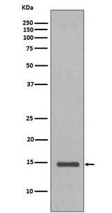 Anti-Histone H2B (yeast) HIST1H2BC Rabbit Monoclonal Antibody Boster Bio