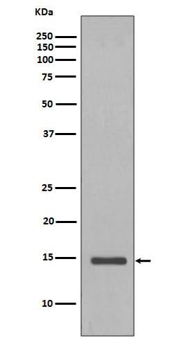 Anti-Histone H2B (yeast) HIST1H2BC Rabbit Monoclonal Antibody Boster Bio