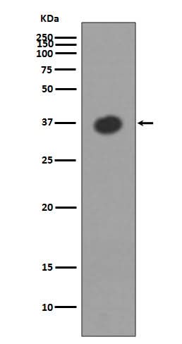 Anti-Maltose Binding Protein malE Rabbit Monoclonal Antibody Boster Bio