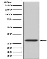Anti-GFP Rabbit Monoclonal Antibody Boster Bio