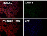 Anti-EpCAM/Trop1 Rabbit Monoclonal Antibody Boster Bio