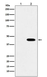 Anti-Flag-Tag Mouse Monoclonal Antibody Boster Bio