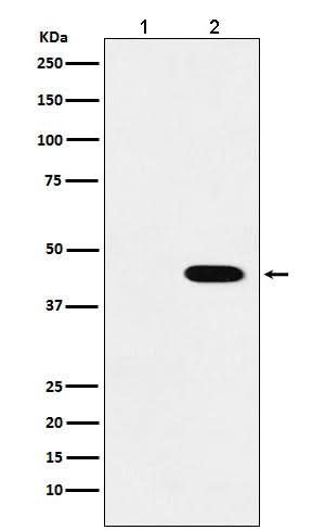 Anti-Flag-Tag Mouse Monoclonal Antibody Boster Bio