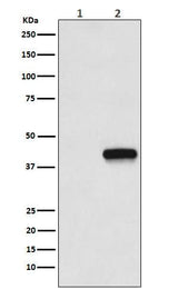 Anti-Flag-Tag Mouse Monoclonal Antibody Boster Bio