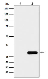 Anti-GFP-Tag Mouse Monoclonal Antibody Boster Bio