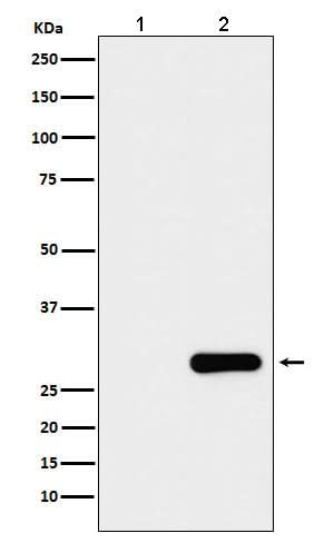 Anti-GFP-Tag Mouse Monoclonal Antibody Boster Bio
