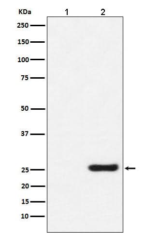 Anti-GST-Tag Mouse Monoclonal Antibody Boster Bio