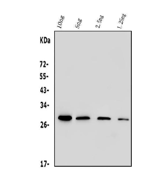 Anti-His Tag Antibody Picoband® (monoclonal, 19b10 Boster Bio