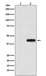 Anti-His-Tag Mouse Monoclonal Antibody Boster Bio