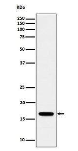 Anti-TCEB2 Rabbit Monoclonal Antibody Boster Bio