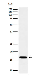 Anti-TCEB2 Rabbit Monoclonal Antibody Boster Bio