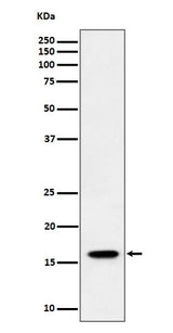 Anti-TCEB2 Rabbit Monoclonal Antibody Boster Bio