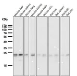 Anti-HN1 Rabbit Monoclonal Antibody Boster Bio