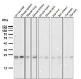 Anti-HN1 Rabbit Monoclonal Antibody Boster Bio