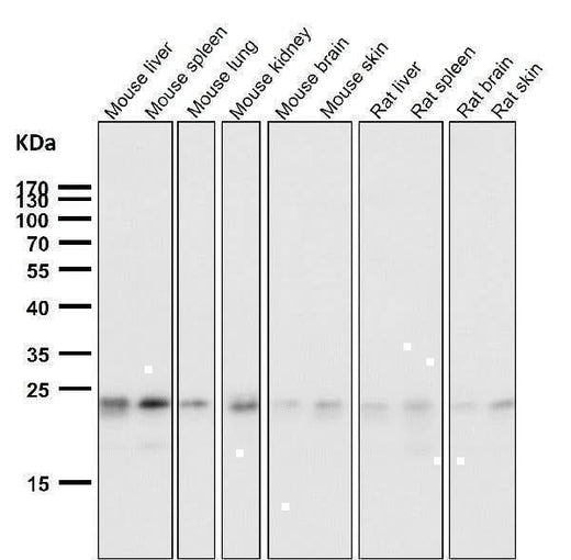 Anti-HN1 Rabbit Monoclonal Antibody Boster Bio