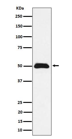 Anti-CCDC98 Rabbit Monoclonal Antibody Boster Bio