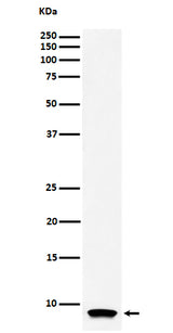 Anti-ATP5G1 Rabbit Monoclonal Antibody Boster Bio
