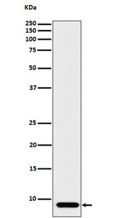 Anti-ATP5G1 Rabbit Monoclonal Antibody Boster Bio