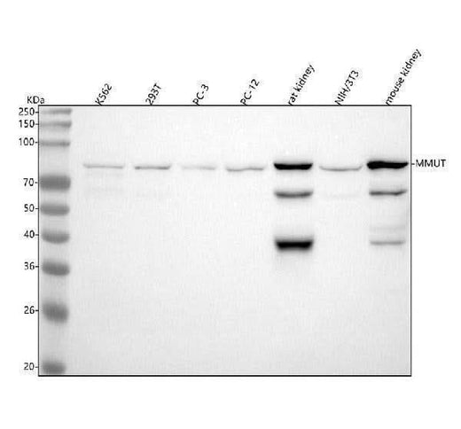 Anti-MUTA Rabbit Monoclonal Antibody Boster Bio