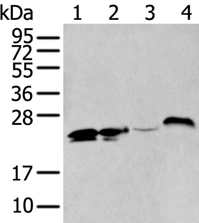 Anti-Human BCAS4 Antibody - ABMIUM