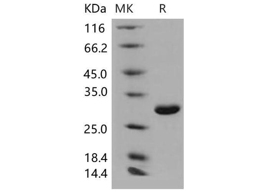 > 97 % as determined by reducing SDS-PAGE.