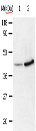 Anti-Human/Mouse/Rat ANXA2 Antibody - ABMIUM