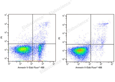 Annexin V-Elab Fluor® 488/PI Apoptosis Kit - ABMIUM
