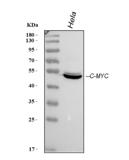 Anti-c-Myc Antibody (Monoclonal, 9E10) Boster Bio